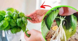 Basil – With the Twig Trick, You Multiply It Infinitely Without Spending a Cent
