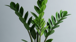 How to Grow a Zamioculcas (ZZ Plant) Even in a Small Apartment!