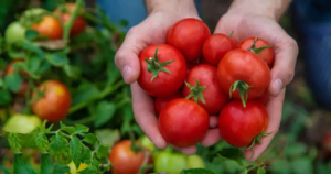 You Will Increase the Yield of Your Tomato Plants by 30% With This Trick