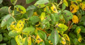 With This Ancient Decoction, No More Fungus Will Attack Your Plants! Want to Bet?