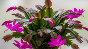 The Complete Care Guide for the Christmas Cactus (Schlumbergera)