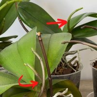 Ingenious Trick to Make Your Orchid Produce One or Even Two Flower Spikes!