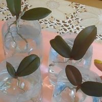 Separate Orchid Cuttings Carefully & Plant Them in a Pot – This Prevents Infestation and Rot!