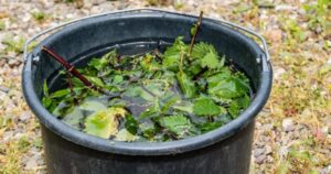 Nettle Maceration: How to Prepare and Use the Most Powerful Fertilizer and Pesticide
