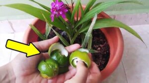 How to Eliminate All Pests from Your Plants with This Simple Trick – Gardeners Swear by It!