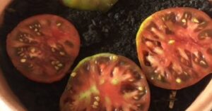 I Placed 4 Tomato Slices on the Soil. The Result Is Incredible! Everyone Is Doing It