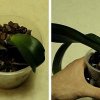 Buy a Withered, Dried-Out Orchid for Pennies and Give It a New Life! How to Revive an Orchid
