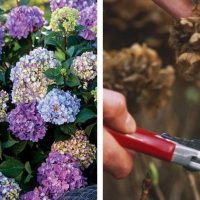Proper Pruning of Hydrangeas – The Secret to Successful Flowering Next Year!