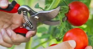 You Will Produce Tomatoes in Abundance: Do This and Even Your Neighbors Will Want to Know