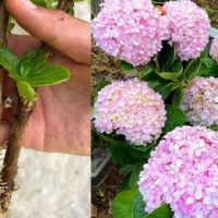 Once Your Hydrangea Has Finished Flowering, Cut It into Cuttings and Place Them in Sand – We Guarantee Excellent Rooting!