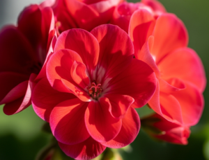 10 Things Geraniums Hate – And Why Avoiding Them Will Make Your Plants Thrive