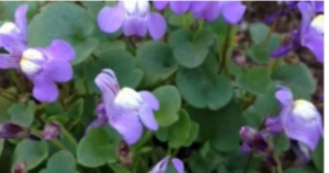 🌟 7 Flowers to Plant – They Will Chase Weeds Away from Your Garden! 🌟