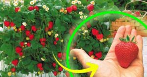 Strawberries: Grow Them at Home and Get Endless Fruits Without Spending 1 Euro – This Is the Trick