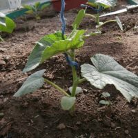 Top 3 Natural Fertilizers for Tomatoes and Cucumbers!