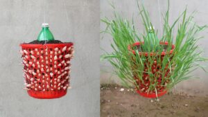 Learn How to Grow an Infinite Amount of Garlic at Home