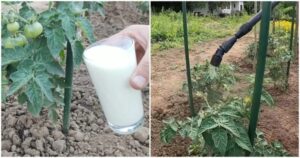 Natural Fertilization with Milk for Tomatoes and Cucumbers: The Secret of a Rich Harvest