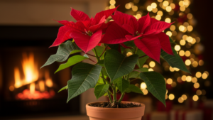 You’ll Never Lose Your Poinsettia Again – The Foolproof Method to Keep It All Year Round!