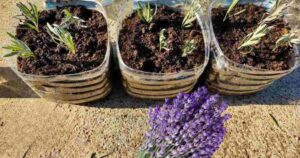 How to Propagate Lavender and Grow It from Cuttings: This Is How It Reproduces Infinitely