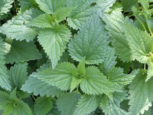 How to Turn Nettles into Liquid Garden Fertilizer – Practical Tips