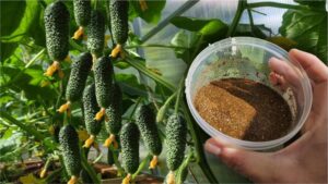 Not Ash and Not Yeast: Here’s What I Water My Cucumbers With to Get Up to 30 Fruits from One Ovary