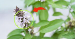 If Your Basil Has Flowers on the Tips, Don’t Throw Them Away: They Are Worth Their Weight in Gold If You Use Them This Way