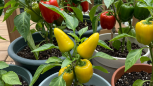 How to Grow Peppers in Pots Without Soil at All