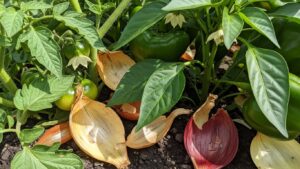 Strengthen Your Seedlings Naturally: The Power of Onion Peel Fertilizer