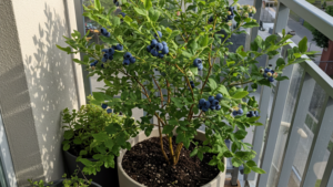 How to Grow Blueberries on a Balcony and Make Your Neighbors Jealous