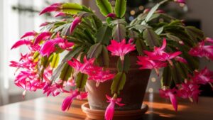 You’ll Never Have a Cactus Without Flowers Again After Using This Simple Method!