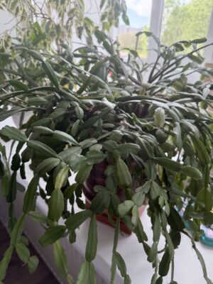 The Christmas Cactus (Schlumbergera): The Magic and Secret to Holiday Blooming