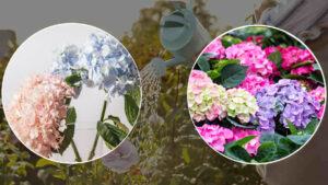 The Florists’ Secret for Abundant Hydrangea Flowering and Strong, Shiny Leaves