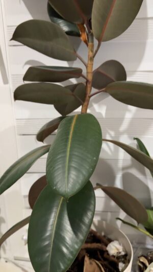 Meet the Ficus Elastica: Your Houseplant’s New Best Friend (And How Not to Kill It)