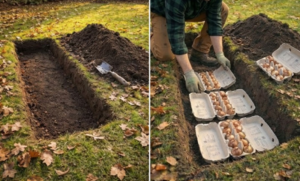 How to Plant Flower Bulbs in Egg Cartons – A Simple and Ecological Method for Beginner Gardeners