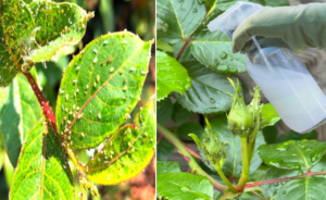 Garlic β A Powerful and Safe Natural Insecticide for Roses