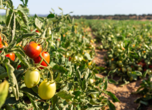 Key Tips for a Bountiful Tomato Harvest in Open Field