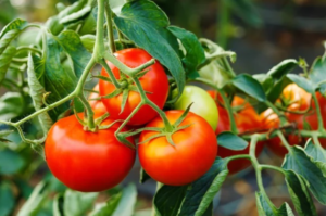 The Ideal Fertilizers for Tomatoes: The Secret of a Rich and Healthy Harvest