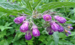Symphytum officinale – The Miraculous Plant That Treats Over 100 Conditions and Has Been Used Since Dacian Times