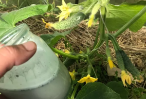 Brezhnev’s Feeding: Even Weak Cucumbers Instantly Start Growing and Bearing Fruit Abundantly