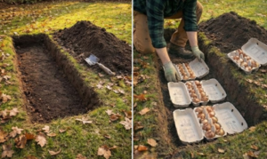 How to Plant Flower Bulbs in Egg Cartons – Simple & Eco-Friendly Method for Beginner Gardeners!