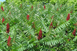 Sumac: The Wonder Plant with Amazing Benefits for Heart, Blood Sugar & Immunity!