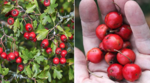 Hawthorn Tincture (Tinctura de Păducel) – Natural Recipe, Usage & Benefits!