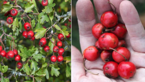 Hawthorn Tincture – Natural Recipe