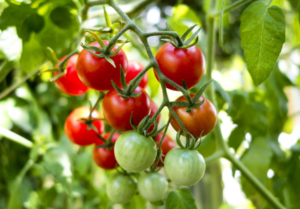 Never Plant Tomatoes, Peppers and Other Vegetables Again Without This: Experts Always Add It to the Soil