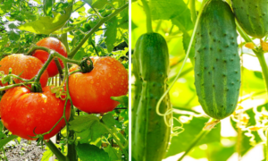 Water, Yeast and Sugar: The Ideal Solution for a Rich Harvest of Cucumbers and Tomatoes