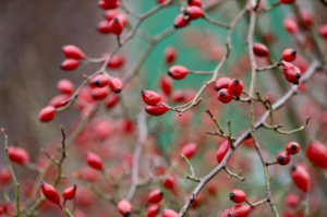 Rosehip Wine – “The Wine of the Heart” or “The Monks’ Wine”: A True Health Elixir