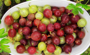 The Fruit Full of Antioxidants That Has 20 Times More Vitamin C Than Lemon Is Also Found in Romania