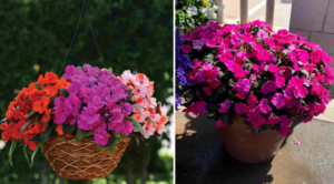 Sporul Casei (Impatiens New Guinea) – The Flower That Brings Color and Positive Energy to Any Corner of the House