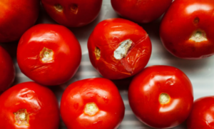 Don’t Throw Away Old Tomatoes! Turn Them Into Aromatic Tomato Powder!