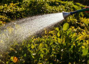 How to Water Plants Long-Term Without Additional Costs