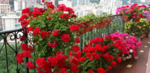 Your Geraniums Will Be Full of Flowers If You Give Them This Simple Recipe – The Geranium Elixir!